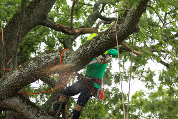 Best Seasonal Cleanup  in Kenton, OH